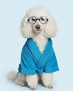 Portrait Caniche Spa, personnalisable, créé par Mon Animal est Fantastique.