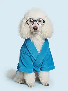 Portrait Caniche Spa, personnalisable, créé par Mon Animal est Fantastique.