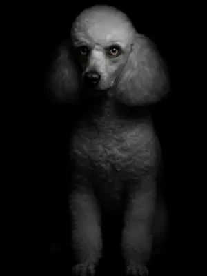 Portrait studio Caniche professionnel, totalement personnalisable d'après votre photo, créé par Mon Animal est Fantastique.