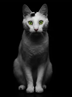 Portrait personnalisé d'un chat blanc style portrait studio créé par Mon Animal est Fantastique.