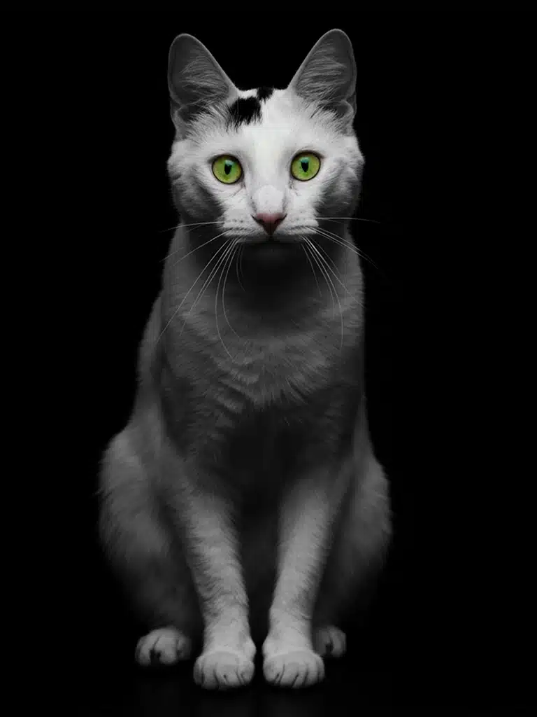 Portrait personnalisé d'un chat blanc style portrait studio créé par Mon Animal est Fantastique.