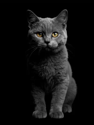 Portrait Studio British Shorthair créé par Mon Animal est Fantastique