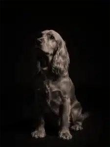 Portrait Studio Cocker, affiche personnalisée chien, crée par Mon Animal est Fantastique