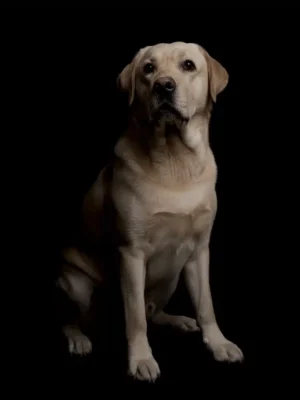 Portrait Studio Labrador, personnalisable, créée par Mon Animal est Fantastique