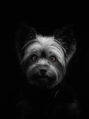 Portrait Studio Yorkshire, crée par Mon Animal est Fantastique